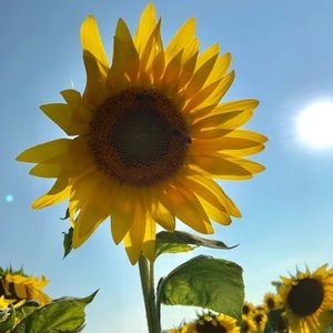 Meet your Posher, Dawn